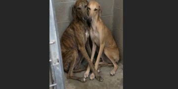 Two Azawakhs Had Already Been Returned Twice—Then I Walked Into the Shelter Looking for One Dog and Realized They Needed a Home Together