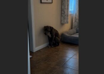 For 49 Days, Shadow Wouldn’t Come Near Me—Then I Came Home Early and Found Him Sleeping Beside My Old Brown Jacket