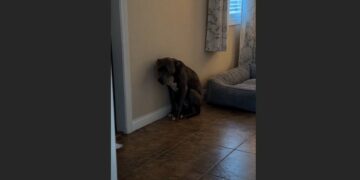 For 49 Days, Shadow Wouldn’t Come Near Me—Then I Came Home Early and Found Him Sleeping Beside My Old Brown Jacket
