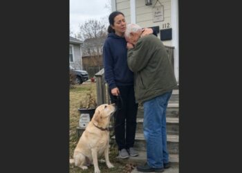 I Promised Mr. Laurent I Would Take His Old Labrador to a Shelter—Then Max Spent Every Day Watching the Road for the Man Who Had Disappeared