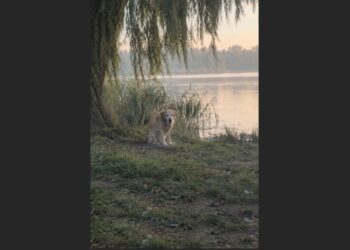 An Elderly Labrador Was Left Beside a Lake and Waited Four Hours for a Car That Never Returned—Then a 64-Year-Old Widower Put Down His Fishing Rod and Made a Different Plan