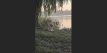 An Elderly Labrador Was Left Beside a Lake and Waited Four Hours for a Car That Never Returned—Then a 64-Year-Old Widower Put Down His Fishing Rod and Made a Different Plan