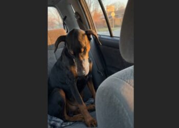 A 75-Year-Old Widower Walked Into a Shelter Looking for an 11-Year-Old Doberman Nobody Wanted—What Happened Next Changed His Quiet Home Forever