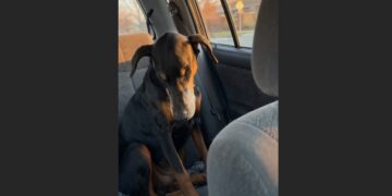 A 75-Year-Old Widower Walked Into a Shelter Looking for an 11-Year-Old Doberman Nobody Wanted—What Happened Next Changed His Quiet Home Forever