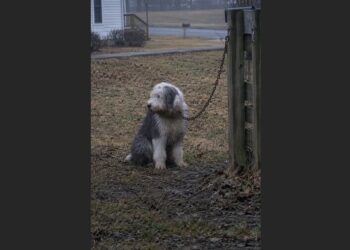 They Tied Their Old English Sheepdog to a Fence and Drove Away—Four Days Later, a 58-Year-Old Neighbor Found Him Too Weak to Stand