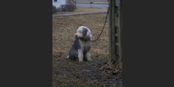 They Tied Their Old English Sheepdog to a Fence and Drove Away—Four Days Later, a 58-Year-Old Neighbor Found Him Too Weak to Stand