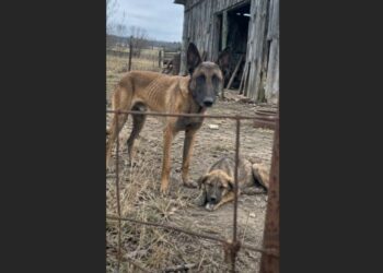 At an Abandoned Farm, a Starving Belgian Malinois Stood Guard Over a Dog Too Weak to Rise. What I Discovered About Their Bond Changed Both Their Lives.