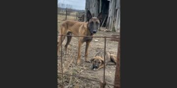 At an Abandoned Farm, a Starving Belgian Malinois Stood Guard Over a Dog Too Weak to Rise. What I Discovered About Their Bond Changed Both Their Lives.