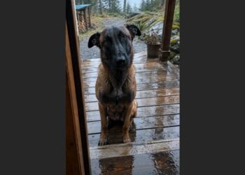 For Four Years, I Refused to Let Another Dog Into My Life After Losing My K9 Partner. Then a Young Belgian Malinois Appeared at My Door in the Rain and Wouldn’t Leave.