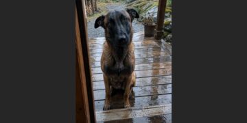 For Four Years, I Refused to Let Another Dog Into My Life After Losing My K9 Partner. Then a Young Belgian Malinois Appeared at My Door in the Rain and Wouldn’t Leave.