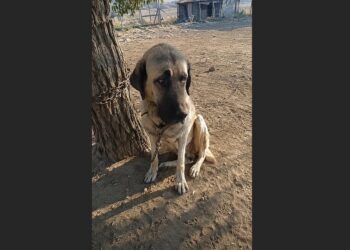 For Six Years, an Anatolian Shepherd Was Chained Beneath a Tree at an Abandoned Farm. When We Finally Cut Him Free, He Didn’t Run. He Simply Lay Down in the Grass and Fell Asleep.