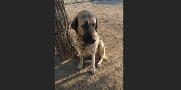 For Six Years, an Anatolian Shepherd Was Chained Beneath a Tree at an Abandoned Farm. When We Finally Cut Him Free, He Didn’t Run. He Simply Lay Down in the Grass and Fell Asleep.