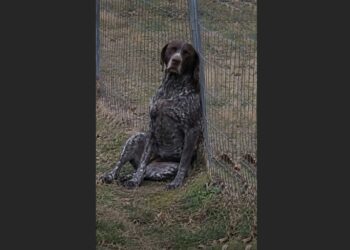 Every Morning, Our Dog Waited by the Fence for Our 79-Year-Old Neighbor. When the Man Moved Away, Max Kept Returning to the Same Spot, Hoping to See Him Again.