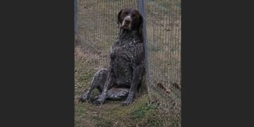 Every Morning, Our Dog Waited by the Fence for Our 79-Year-Old Neighbor. When the Man Moved Away, Max Kept Returning to the Same Spot, Hoping to See Him Again.