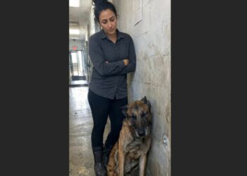 After Years of Saving Lives, a 13-Year-Old Belgian Malinois Was Left at a Shelter. Then One Winter Night, His Old Training Helped Save a Missing Man.