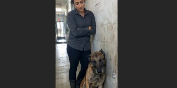 After Years of Saving Lives, a 13-Year-Old Belgian Malinois Was Left at a Shelter. Then One Winter Night, His Old Training Helped Save a Missing Man.