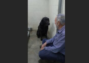 Shadow Was Returned to the Shelter Four Times. After His Last Return, the Black Labrador Stopped Greeting Visitors and Spent His Days Facing the Wall. Then an Older Man Came to Sit Beside Him.