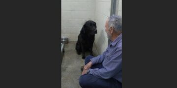 Shadow Was Returned to the Shelter Four Times. After His Last Return, the Black Labrador Stopped Greeting Visitors and Spent His Days Facing the Wall. Then an Older Man Came to Sit Beside Him.