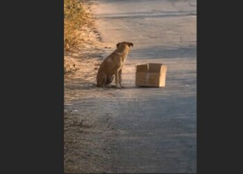 I Saw a Stray Dog Pushing a Cardboard Box Along a Country Road. Six Hours Later, I Found Her Nearly a Mile Away—and Discovered Four Tiny Puppies Inside.