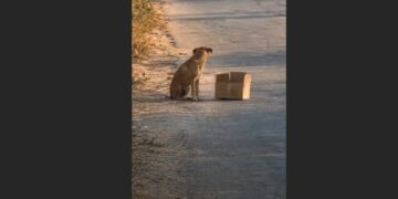 I Saw a Stray Dog Pushing a Cardboard Box Along a Country Road. Six Hours Later, I Found Her Nearly a Mile Away—and Discovered Four Tiny Puppies Inside.