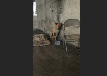 After Ten Months of Searching for Housing, I Finally Had Good News for Thomas — But Only Max Was Waiting Beneath the Bridge