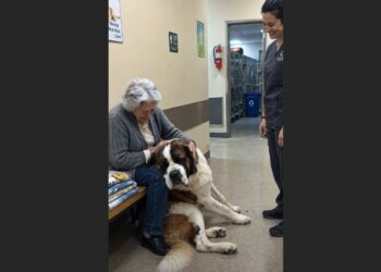 For 18 Months, a Giant Saint Bernard Offered His Blue Toy to Everyone Who Visited the Shelter. Nobody Chose Him—Until a 69-Year-Old Widow Arrived Carrying Old Blankets.