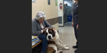 For 18 Months, a Giant Saint Bernard Offered His Blue Toy to Everyone Who Visited the Shelter. Nobody Chose Him—Until a 69-Year-Old Widow Arrived Carrying Old Blankets.