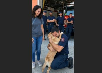 A Firefighter Carried Roxie Out of a Burning Home. Weeks Later, the Frightened Dog Saw Him Again, and We Witnessed Something We Had Almost Given Up Hope of Seeing.