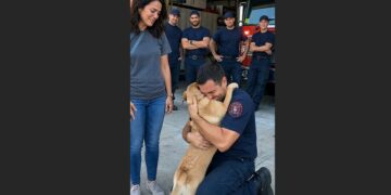 A Firefighter Carried Roxie Out of a Burning Home. Weeks Later, the Frightened Dog Saw Him Again, and We Witnessed Something We Had Almost Given Up Hope of Seeing.
