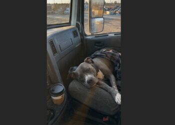 For 415 Mornings, I Fed a Stray Pit Bull Living Among Rusted Cars. Then One Tuesday, He Disappeared—and Five Days Later, I Found Him Fighting for His Life.