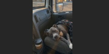 For 415 Mornings, I Fed a Stray Pit Bull Living Among Rusted Cars. Then One Tuesday, He Disappeared—and Five Days Later, I Found Him Fighting for His Life.