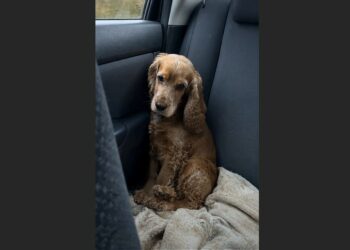 Four Families Adopted This 7-Year-Old Cocker Spaniel and Returned Him to the Shelter. When I Read His File, I Recognized a Kind of Loneliness I’d Carried Since Childhood.