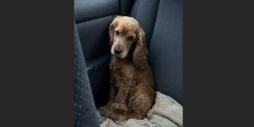 Four Families Adopted This 7-Year-Old Cocker Spaniel and Returned Him to the Shelter. When I Read His File, I Recognized a Kind of Loneliness I’d Carried Since Childhood.