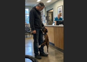 A Frightened Boxer Was Afraid of Human Hands When David Adopted Him. Nearly Two Years Later, What Otis Did at the Veterinary Clinic Showed Just How Much Their Bond Had Changed.
