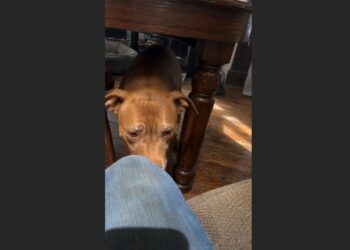 After Years of Mistreatment, a 9-Year-Old Pit Bull Hid Beneath Our Dining Table. On His Seventh Night, a Thunderstorm Brought Him Out for the First Time.