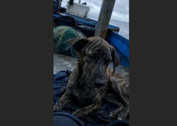I Was Fishing 15 Miles Offshore When a Dog’s Paw Emerged From My Net. Two Days Later, the Coast Guard Found an Abandoned Boat That Explained How He Got There.