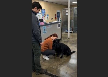 We Adopted One Black Labrador From the Shelter. But Halfway Home, He Kept Looking Back, and We Realized His Blind Brother Was Still Waiting for Him.