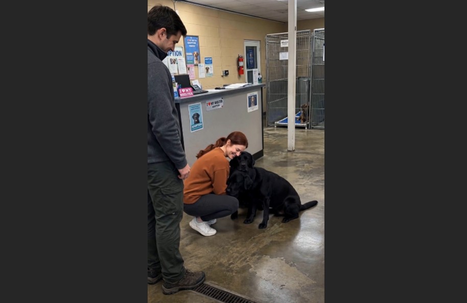 We Adopted One Black Labrador From the Shelter. But Halfway Home, He ...