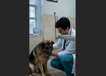 After 13 Years With His Family, an Elderly German Shepherd Was Tied to a Veterinary Exam Table and Left Behind. For Hours, He Lay by the Door, Waiting for Someone Who Never Returned.