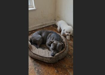 I Found a Shivering Bichon Frise Beneath a Park Bench. When I Brought Her Home, My Pit Bull Carried Her Food Bowl Into the Hallway and Made Room on Her Bed.