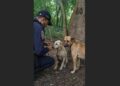 Deep in the Forest, We Found a Dog Chained to a Tree, Too Weak to Stand. But a Skinny Stray Had Been Staying Beside Him—and What We Found Near the Chain Made Us Stop.