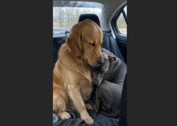 I Went to the Shelter to Adopt a Happy Golden Retriever. But When I Saw the Gray Pit Bull Who Refused to Leave His Side, I Knew I Couldn’t Take Just One of Them Home.