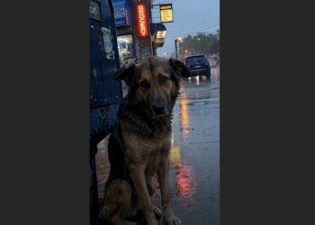 For Five Days, a Stray Dog Waited Beneath the Streetlight Outside My Grocery Store. On the Sixth Morning, She Refused My Food and Led Me to Five Puppies Hidden in an Abandoned Workshop.