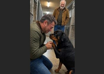 After Five Years in Prison for a Crime I Didn’t Commit, I Drove More Than 400 Miles to Find My Rottweiler. When We Finally Met, He Looked at Me Like a Stranger, Until I Knelt Down and Held His Paw.
