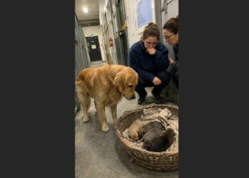 After Losing Her Newborn Puppies, a Golden Retriever Refused to Eat and Spent Seven Days Facing the Wall. Then Four Orphaned Puppies Arrived—and One Tiny Whimper Changed Everything.