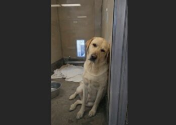 Maya Waited 365 Days for a Home — Then She Was Returned 25 Minutes After Leaving the Shelter