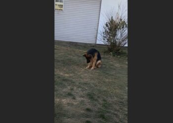 For Eight Years, a Police K9 Waited in the Same Corner of Our Yard for His Officer to Come Home. After Michael Was Killed in the Line of Duty, Rex Kept Returning to That Spot for Nine More Months.