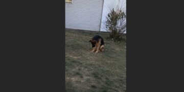 For Eight Years, a Police K9 Waited in the Same Corner of Our Yard for His Officer to Come Home. After Michael Was Killed in the Line of Duty, Rex Kept Returning to That Spot for Nine More Months.