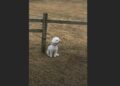 My Neighbors Moved Away and Left Their Little White Dog Tied to a Fence. For Three Weeks, He Watched the Front Door—Until the Day He Finally Started Wagging His Tail.