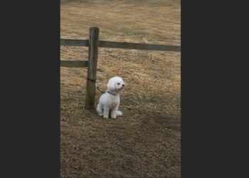 My Neighbors Moved Away and Left Their Little White Dog Tied to a Fence. For Three Weeks, He Watched the Front Door—Until the Day He Finally Started Wagging His Tail.
